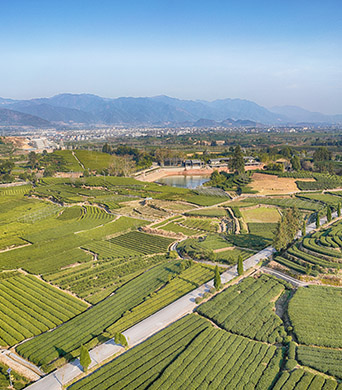 Bild: Damushan Tea Valley, Songyang County
© Foto: Han Dan 